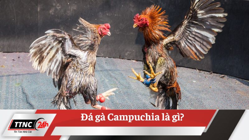 da-ga-campuchia-1