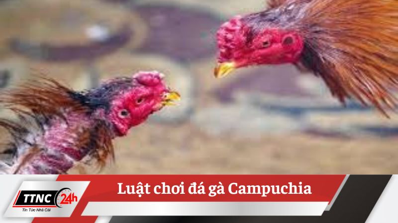 da-ga-campuchia-2