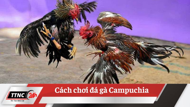 da-ga-campuchia-3