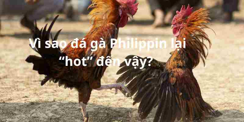Vì sao đá gà Philippin lại “hot” đến vậy? 