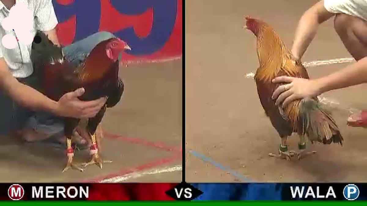 Nài gà là người duy nhất được chạm vào gà trong suốt trận đấu đá gà thomo