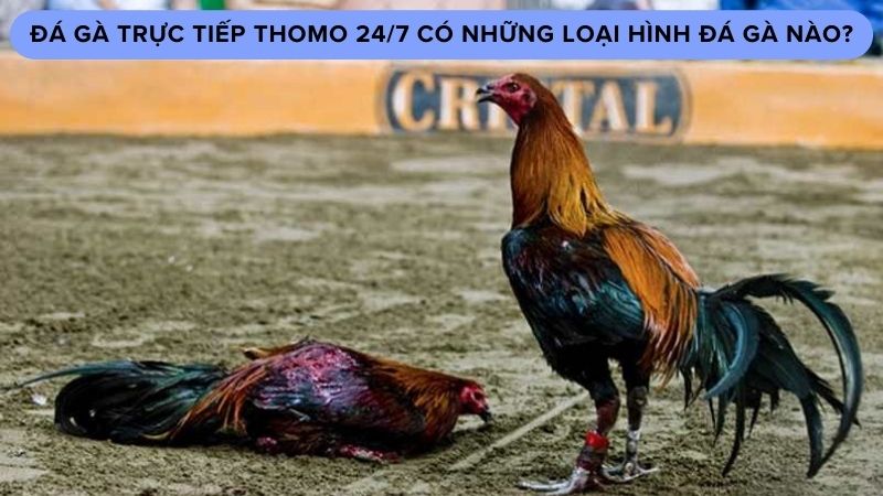 Đá gà trực tiếp Thomo 24/7 có những loại hình đá gà nào?